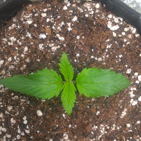 Sofie growlog photo: Dia de transplante para o vaso de 7 litros definitivo