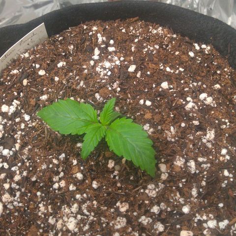 Lisbela growlog photo: Transplante realizado para vaso de 7 litros definitivo.