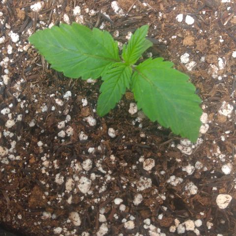 Lisbela growlog photo: Transplante realizado para vaso de 7 litros definitivo.