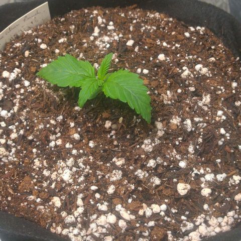 Lisbela growlog photo: Transplante realizado para vaso de 7 litros definitivo.