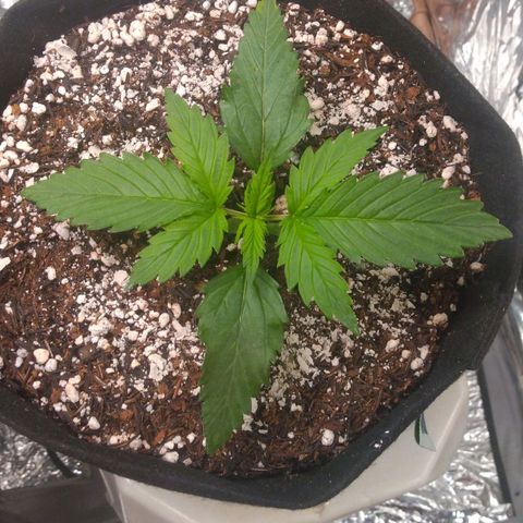 Sofie growlog photo: Dia de rega e aplicação de terra diatomácea.
