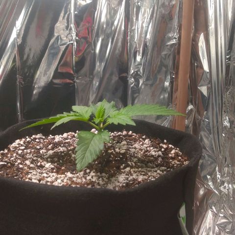 Sofie growlog photo: Dia de rega e aplicação de terra diatomácea.