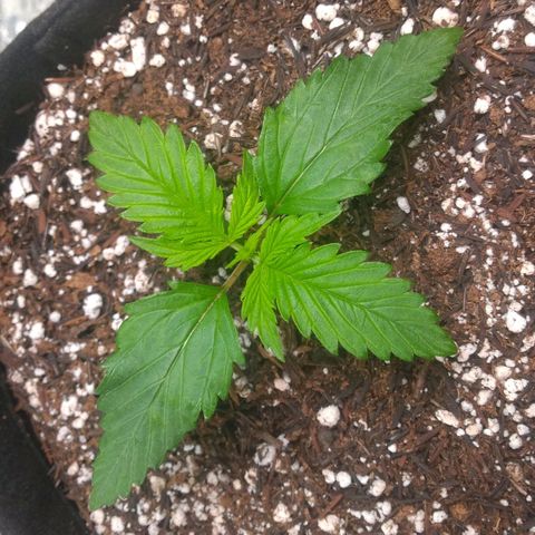 Sofie growlog timeline photo