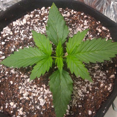 Sofie growlog timeline photo