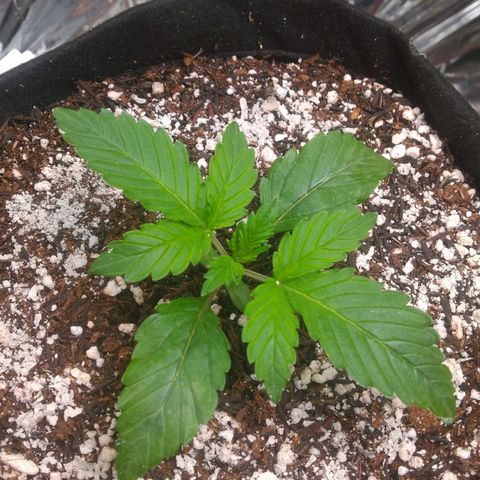 Lisbela growlog photo: Dia de rega e de aplicação de terra diatomácea.