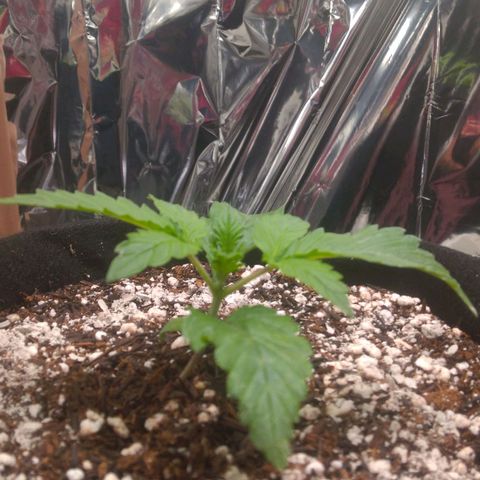 Lisbela growlog photo: Dia de rega e de aplicação de terra diatomácea.
