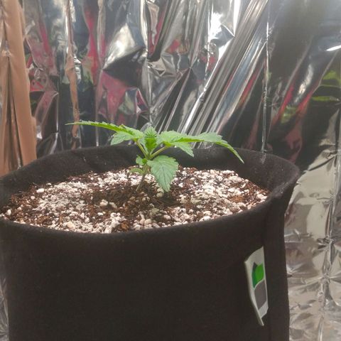 Lisbela growlog photo: Dia de rega e de aplicação de terra diatomácea.