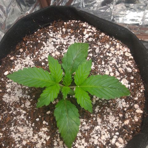 Lisbela growlog photo: Dia de rega e de aplicação de terra diatomácea.