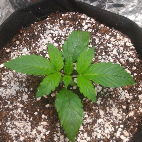 Lisbela growlog timeline photo