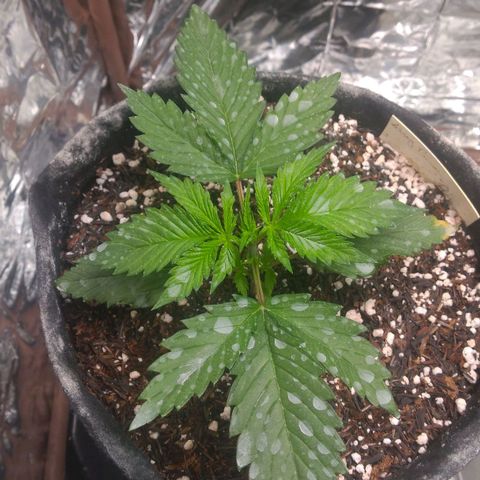 Sofie growlog photo: Antes da poda 
Obs.: Manchas nas folhas devido a rega foliar com diatomácea 