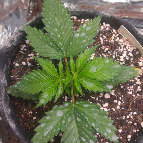 Sofie growlog photo: Antes da poda 
Obs.: Manchas nas folhas devido a rega foliar com diatomácea 