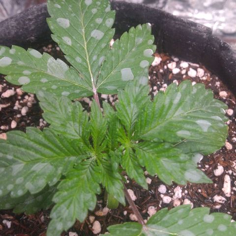 Lisbela growlog photo: Antes da poda