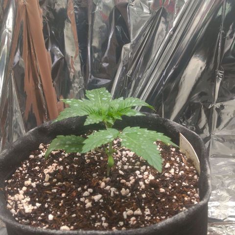 Lisbela growlog photo: Antes da poda