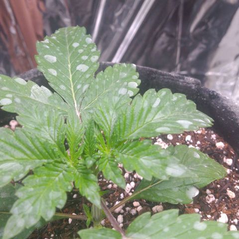 Lisbela growlog photo: Antes da poda
