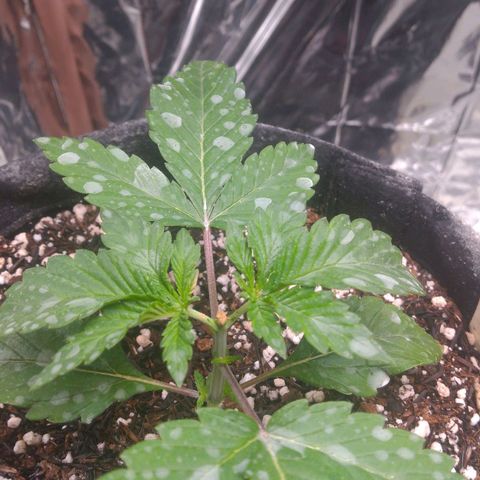 Lisbela growlog photo: Pós poda