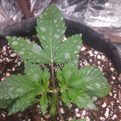 Lisbela growlog photo: Pós poda