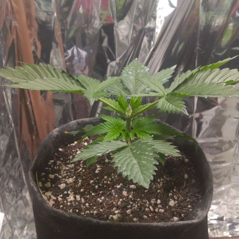 Sofie growlog timeline photo