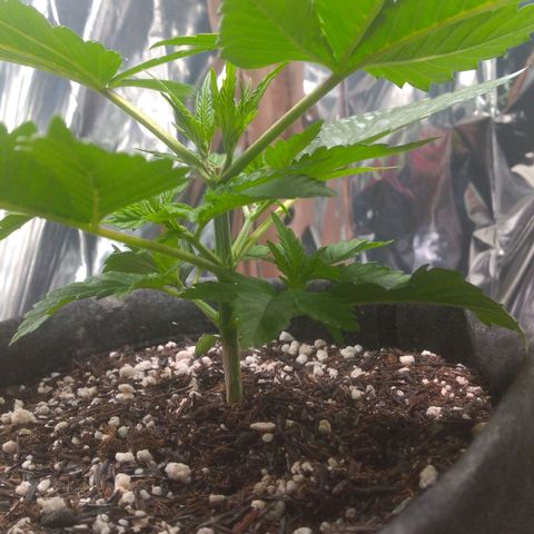 Sofie growlog timeline photo