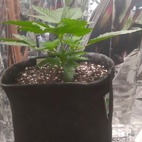 Sofie growlog timeline photo