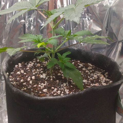 Lisbela growlog photo: Ela está com essa folha mais clara e não é deficiência. É um charme a mais 😍