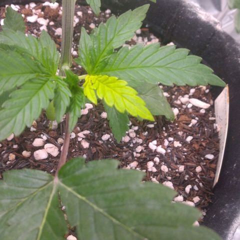 Lisbela growlog photo: Ela está com essa folha mais clara e não é deficiência. É um charme a mais 😍