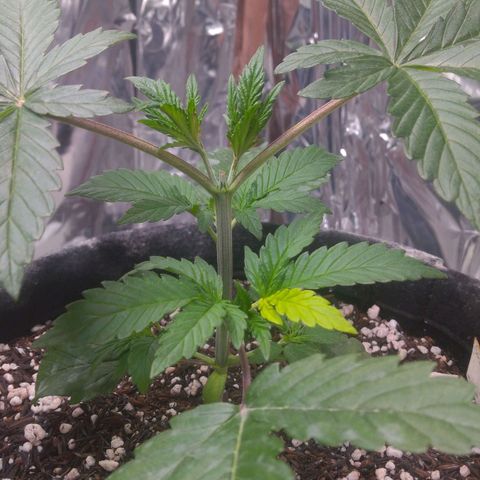 Lisbela growlog photo: Ela está com essa folha mais clara e não é deficiência. É um charme a mais 😍