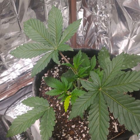Lisbela growlog photo: Ela está com essa folha mais clara e não é deficiência. É um charme a mais 😍