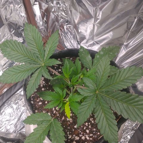 Lisbela growlog photo: Ela está com essa folha mais clara e não é deficiência. É um charme a mais 😍