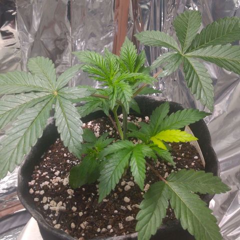 Lisbela growlog timeline photo