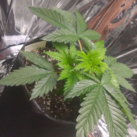 Sofie growlog timeline photo