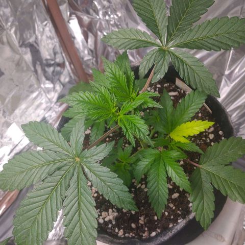 Lisbela growlog timeline photo
