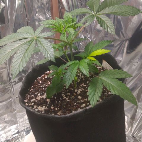 Lisbela growlog timeline photo