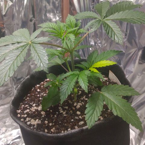 Lisbela growlog timeline photo