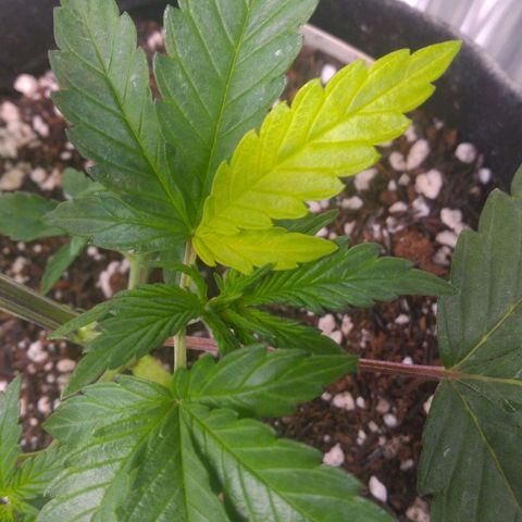 Lisbela growlog timeline photo