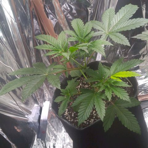 Lisbela growlog photo: Linda