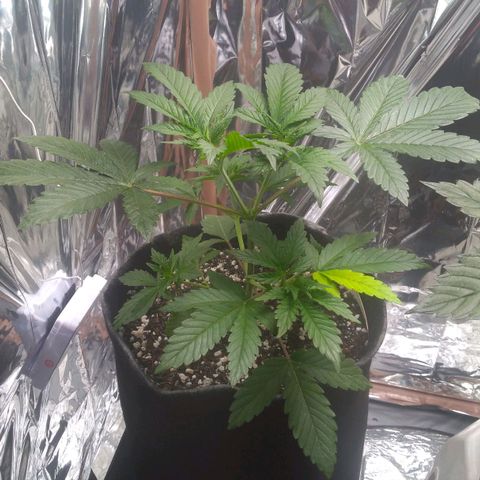 Lisbela growlog photo: Linda