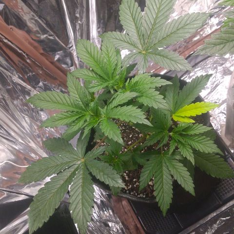 Lisbela growlog photo: Linda