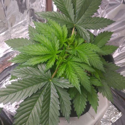 Sofie growlog timeline photo