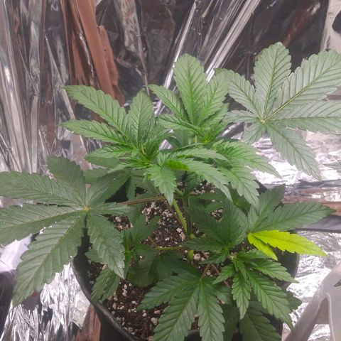 Lisbela growlog timeline photo