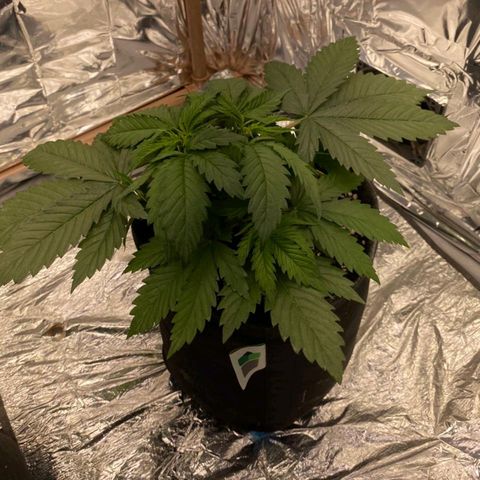 Sofie growlog timeline photo