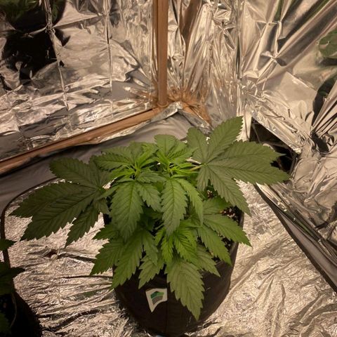 Sofie growlog timeline photo