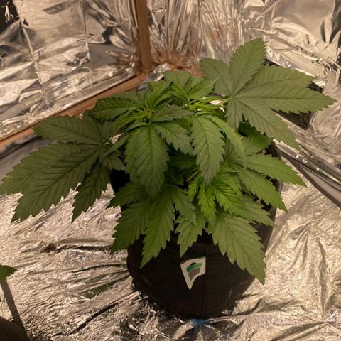 Sofie growlog timeline photo