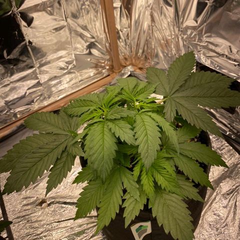 Sofie growlog timeline photo