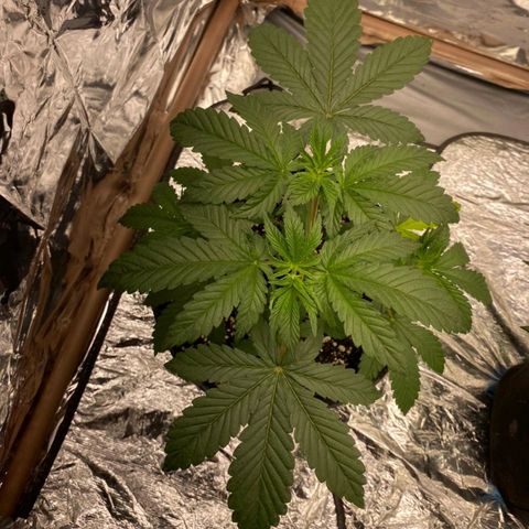 Lisbela growlog timeline photo