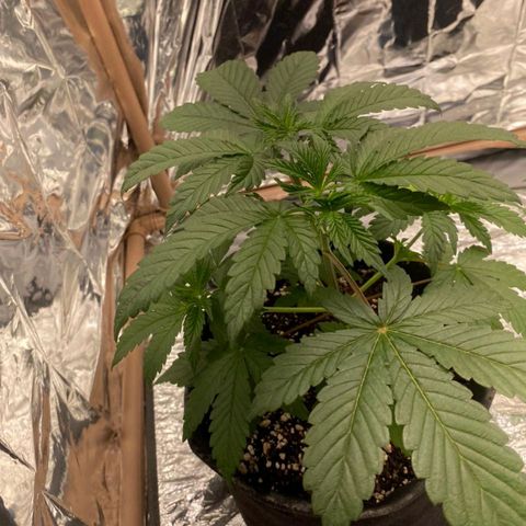 Lisbela growlog timeline photo