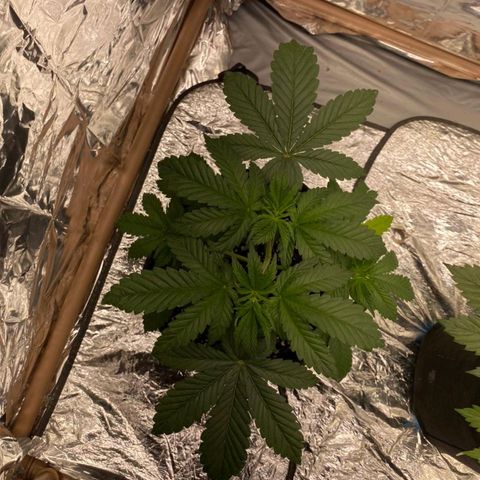 Lisbela growlog timeline photo