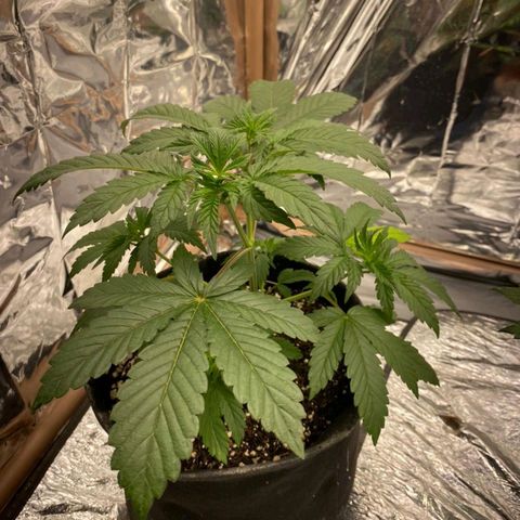 Lisbela growlog timeline photo