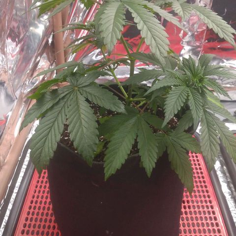 Lisbela growlog timeline photo