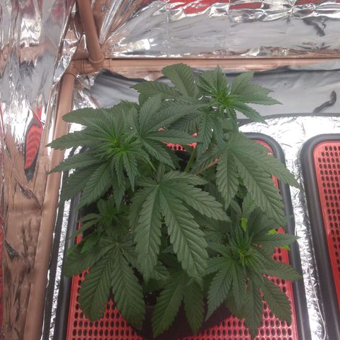 Lisbela growlog timeline photo