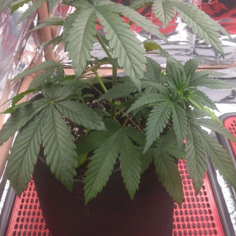 Lisbela growlog timeline photo